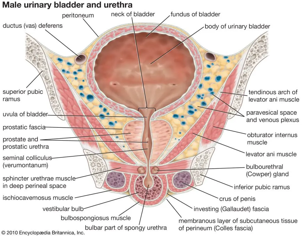 Sphincter: anatomy and role