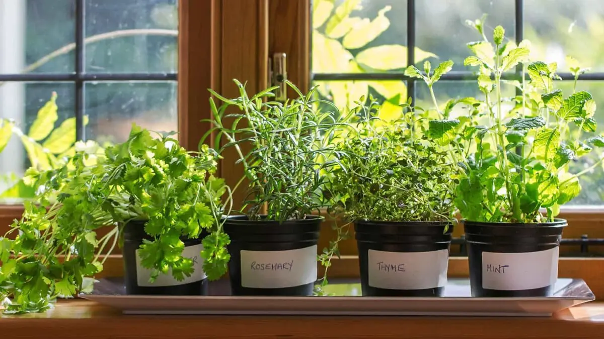 Spicy herbs on the windowsill