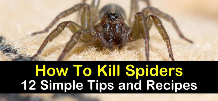 Spider killing agents: how to get rid of spiders?