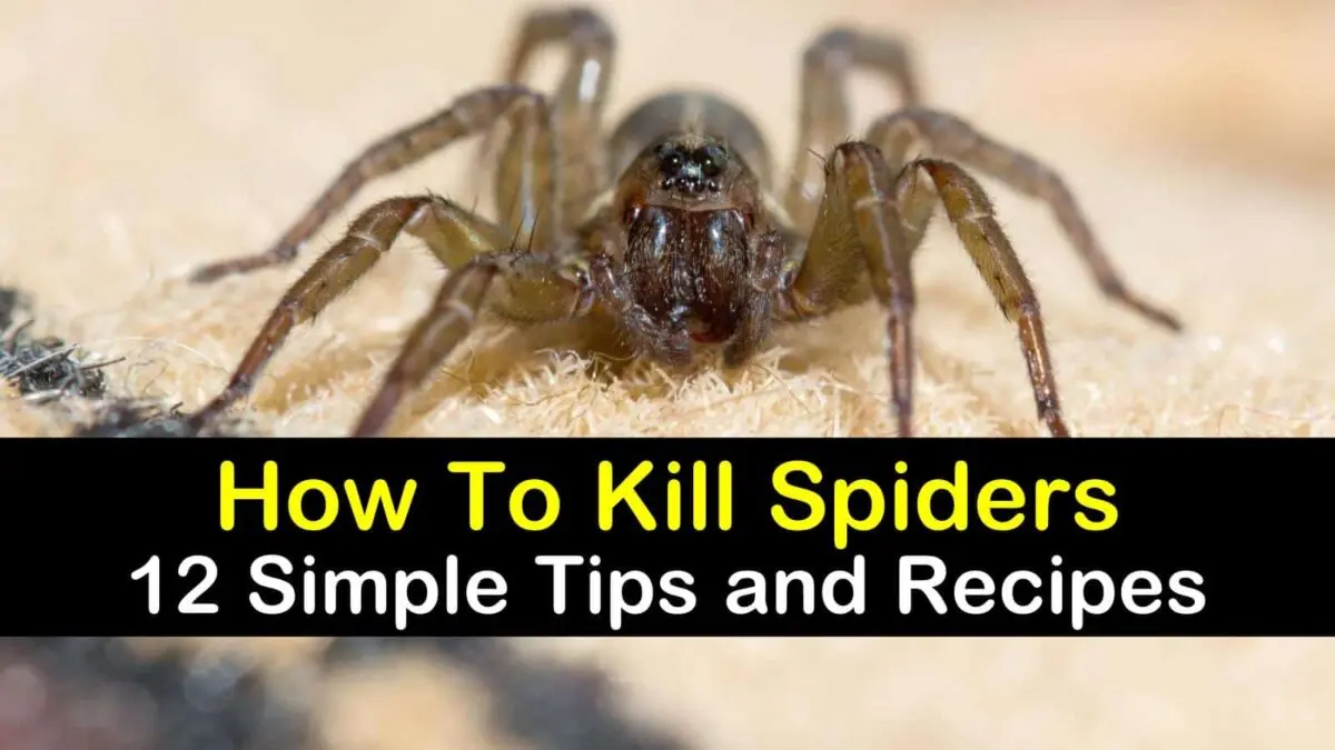 Spider killing agents: how to get rid of spiders?
