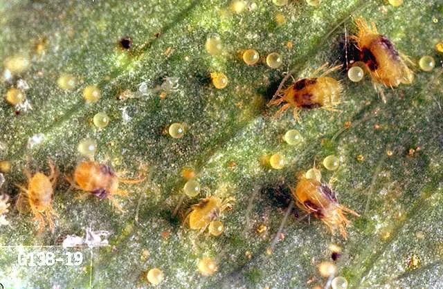 Spider mite in the greenhouse