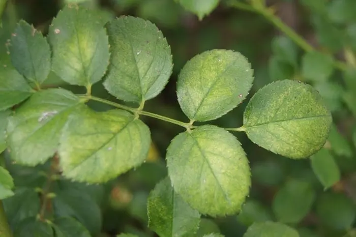 Spider mite on roses
