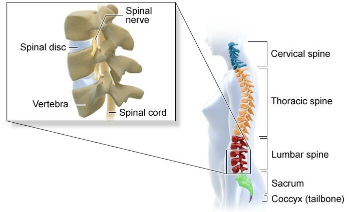 Spine: how is it made up?