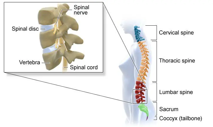 Spine: how is it made up?