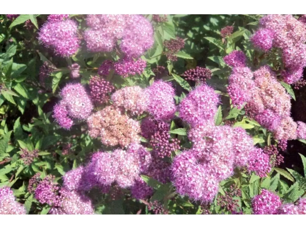 Spirea Billard: landing, description