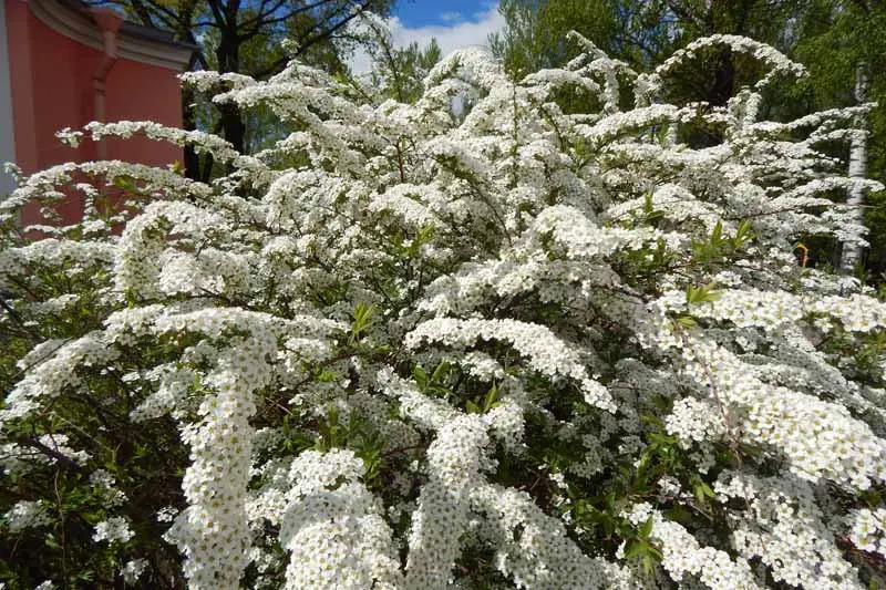 Spirea bush: division, reproduction