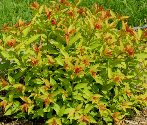 Spirea Goldflame: planting and care