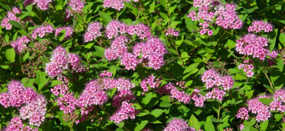 Spirea in the fall: pruning, transplanting