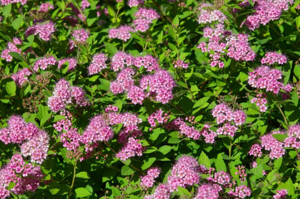 Spirea in the fall: pruning, transplanting