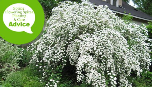 Spirea &#8220;Vangutta White Bride&#8221;: care, planting