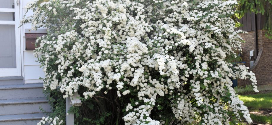 Spirea: varieties