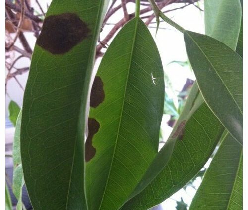 Spots on ficus leaves