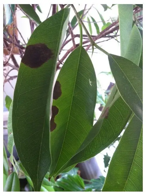 Spots on ficus leaves