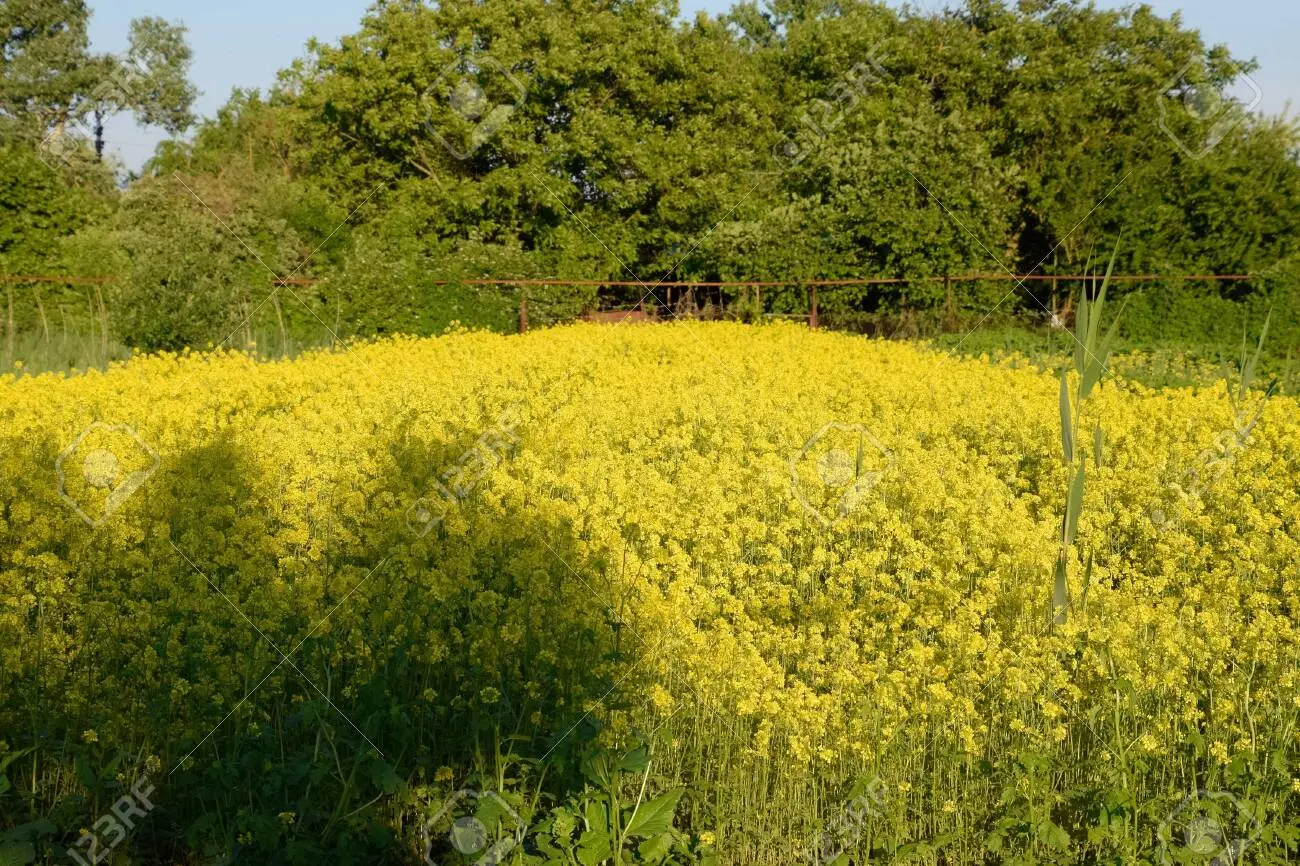 Spring rape as siderat