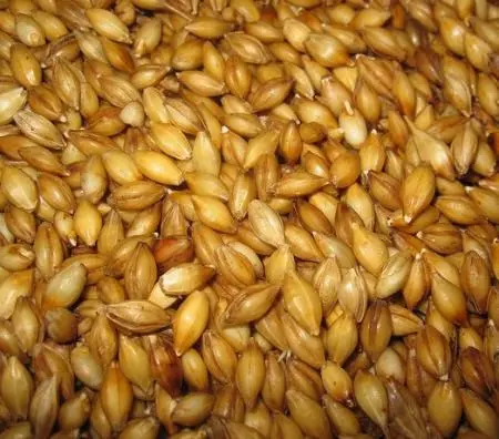 Sprouted wheat: how to eat? Video