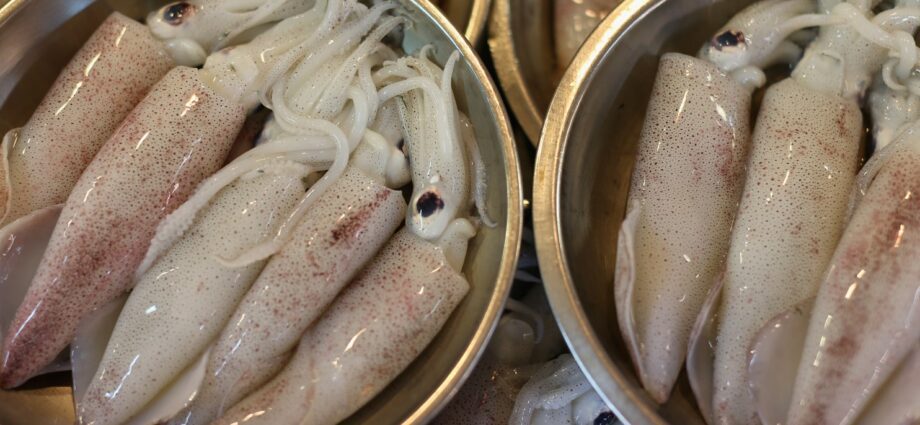 Squid benefits and harms to the body, medicinal properties,