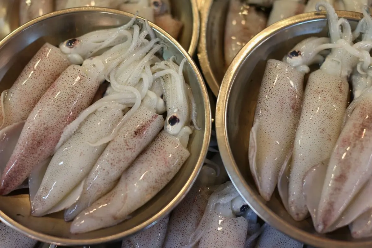 Squid benefits and harms to the body, medicinal properties,