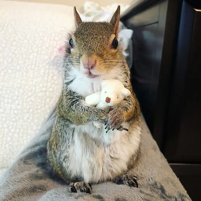 Squirrel named Jill, who is touched by the whole Internet