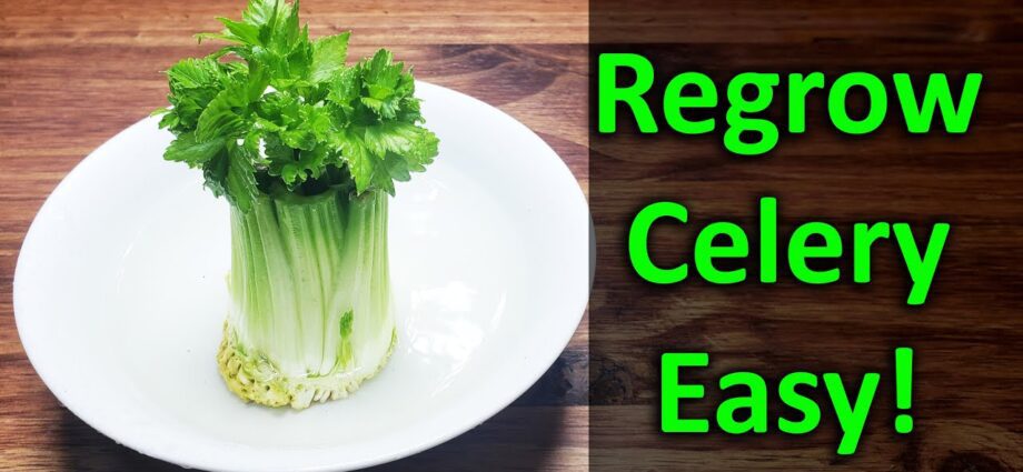 Stalked celery: how to grow in the garden? Video