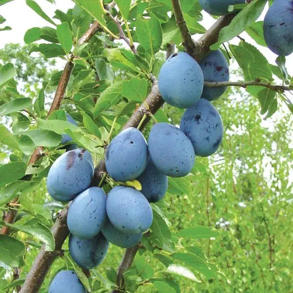 Stanley plum: description of the variety