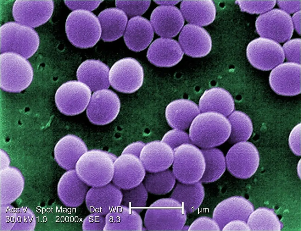 Staphylococci