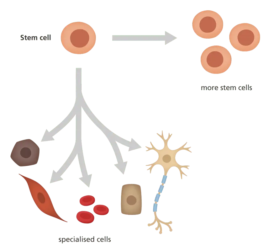 Stem cells