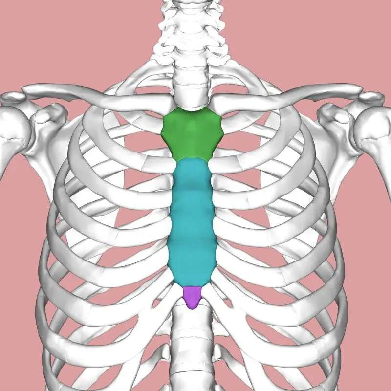 Sternum