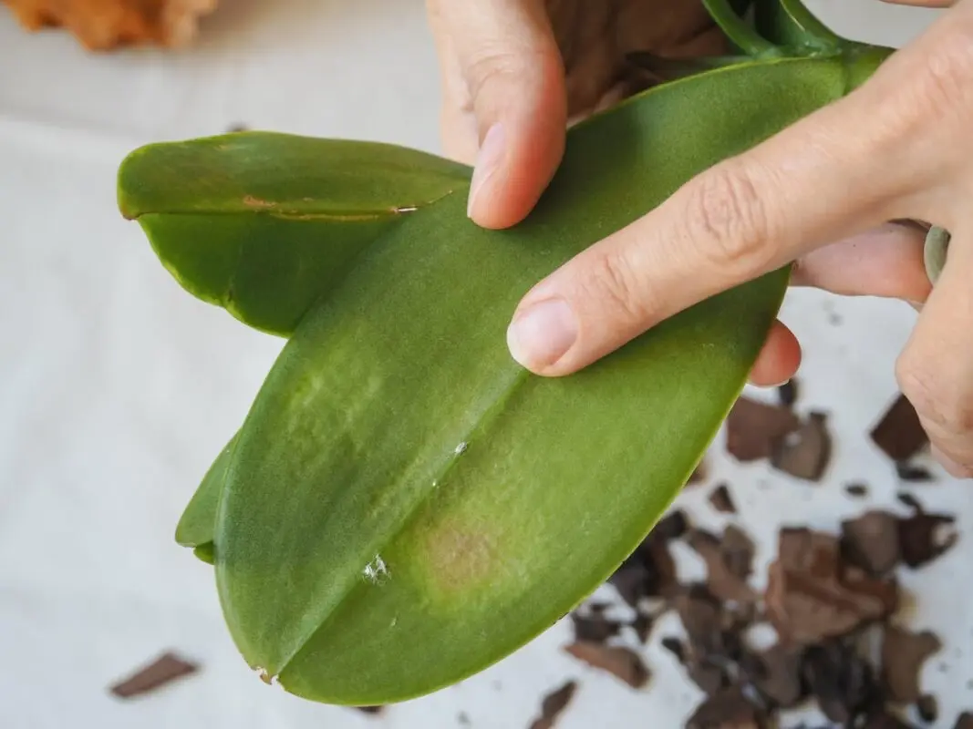 Sticky orchid: why and what to do