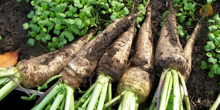 Storage of vegetables