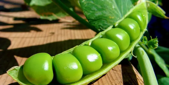 Storing legumes