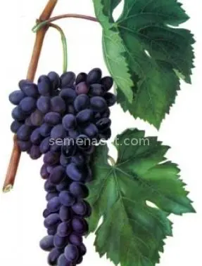 Straseni grape: variety