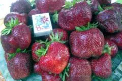 Strawberries Black Prince: description, photo