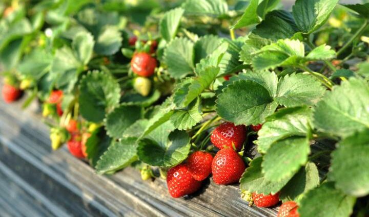 Aardbeien: groeien en verzorgen