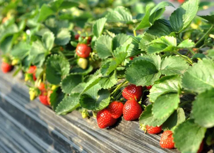 Strawberries: growing and care