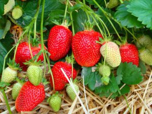 Strawberry Asia: variety description