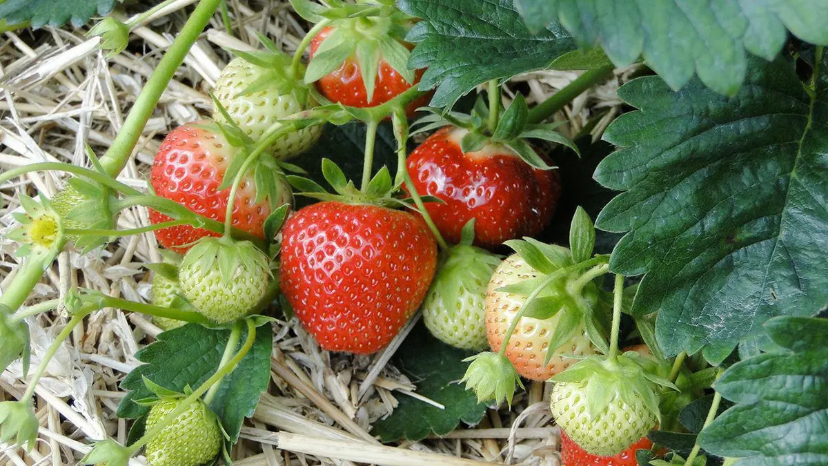 Strawberry Crown: variety description