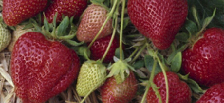 Strawberry Darselect: variety description