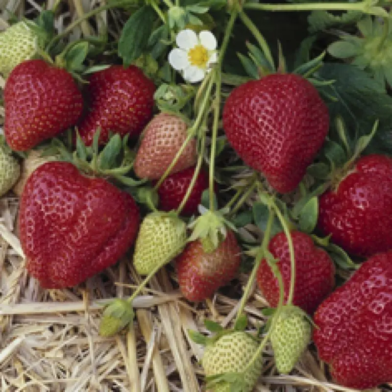 Strawberry Darselect: variety description