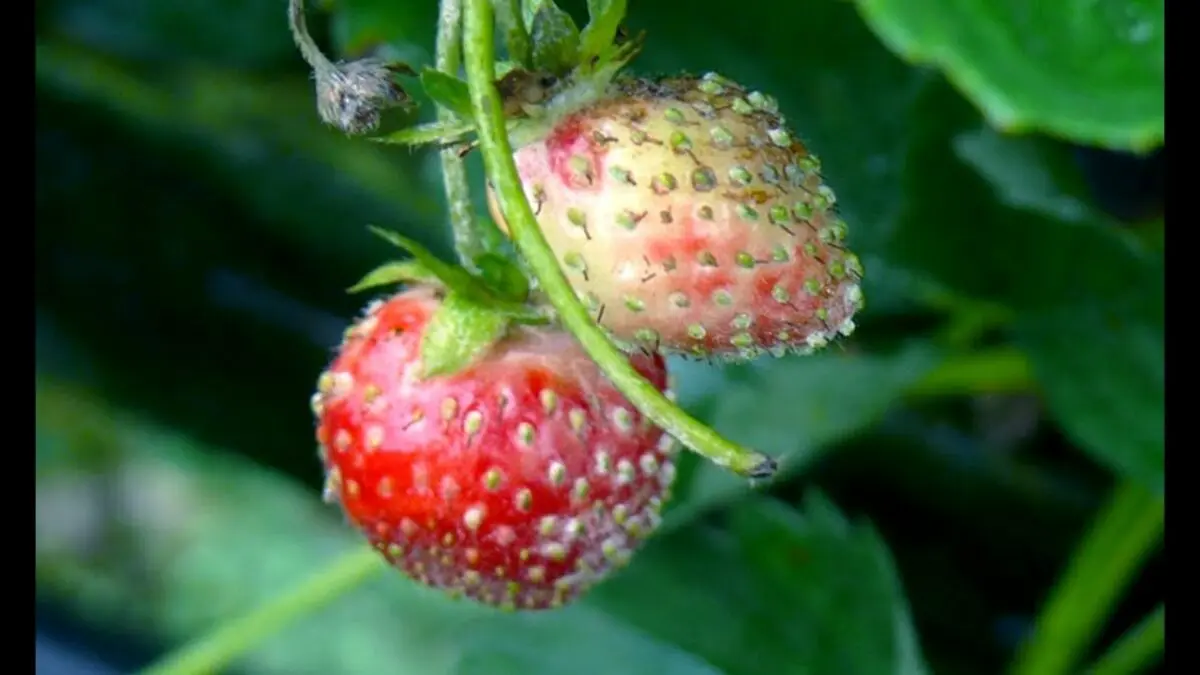 Strawberry diseases: how to treat strawberries? Video