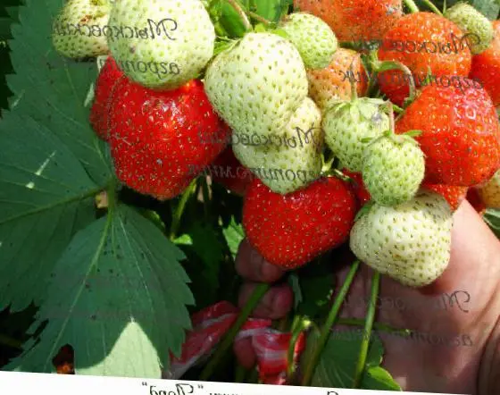 Strawberry Lord: variety description, photo