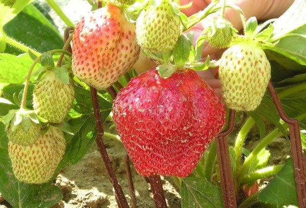 Strawberry &#8220;Maxim&#8221;: grade