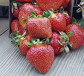 Strawberry Merchant: description of the variety