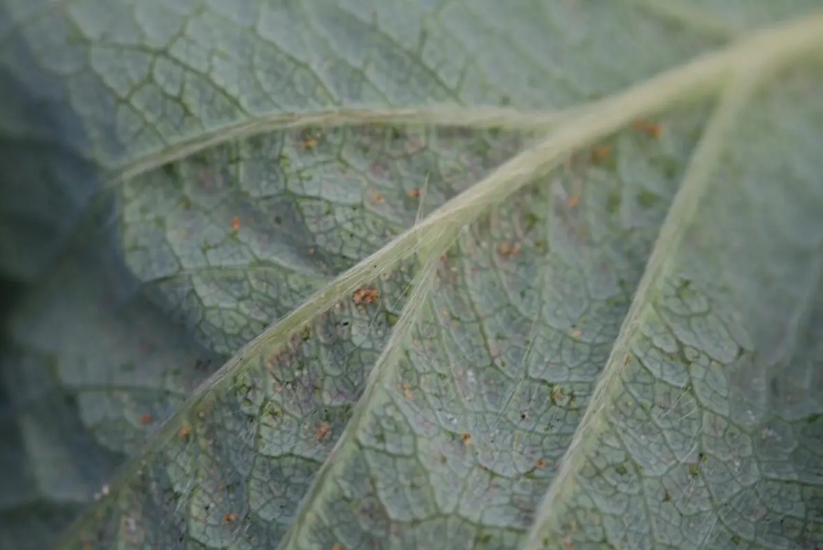 Strawberry mite: how to deal