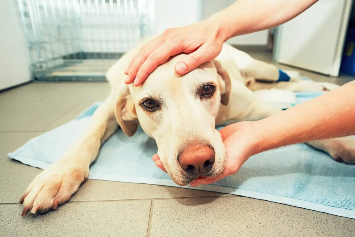 Stroke in a dog: what is it and what are the symptoms