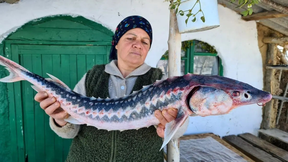 Whole sturgeon dishes: what can you cook? Video