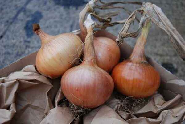 Sturon onion: variety description and photo