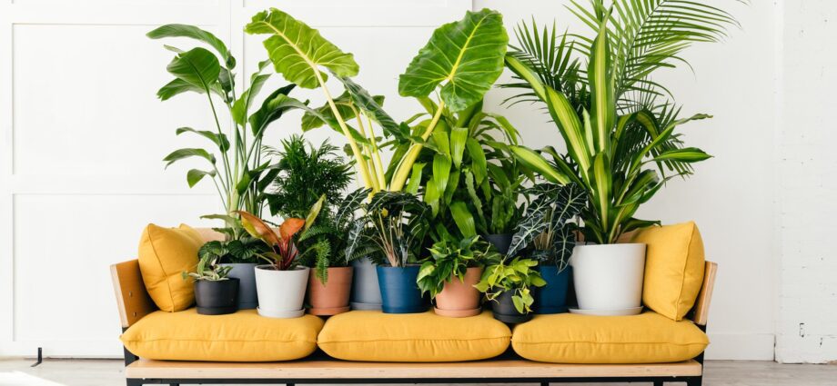 Stilig grønt: 15 av de mest fasjonable innendørsplanter