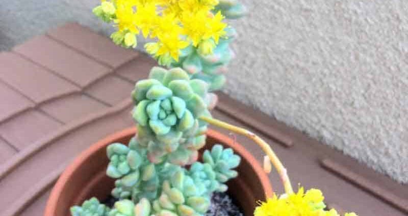 Succulent flowers: reproduction