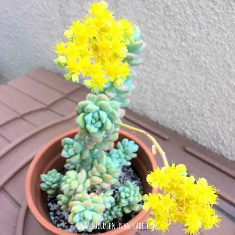 Succulent flowers: reproduction