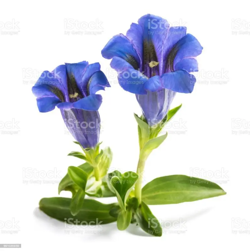 Such a popular gentian: photo